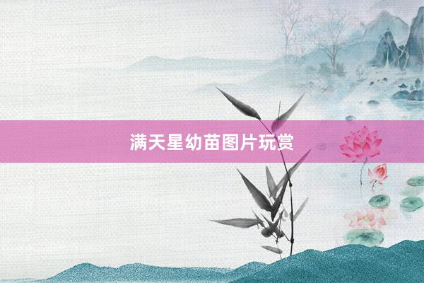 满天星幼苗图片玩赏